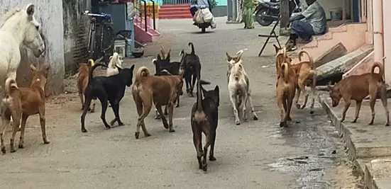 நாய்கள் தொல்லை