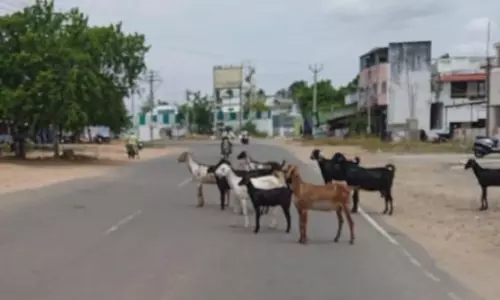 சாலையில் சுற்றித்திரியும் கால்நடைகள்