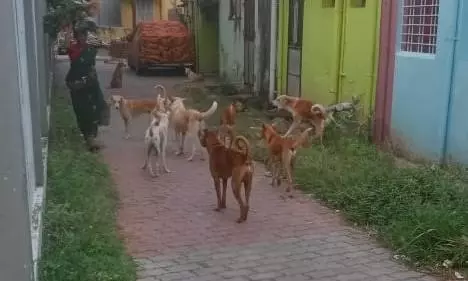 தெருநாய்கள் தொல்லை தெருநாய்கள் தொல்லை