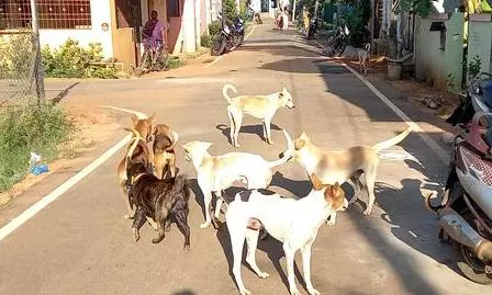 தெரு நாய் தொல்லை