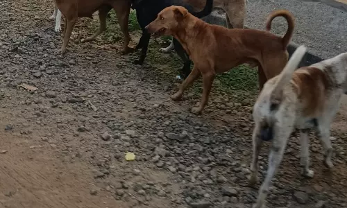 தெருநாய்கள் தொல்லை