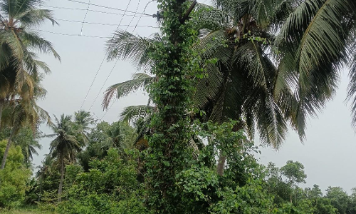 உயிரிழப்பு ஏற்படும் அபாயம்