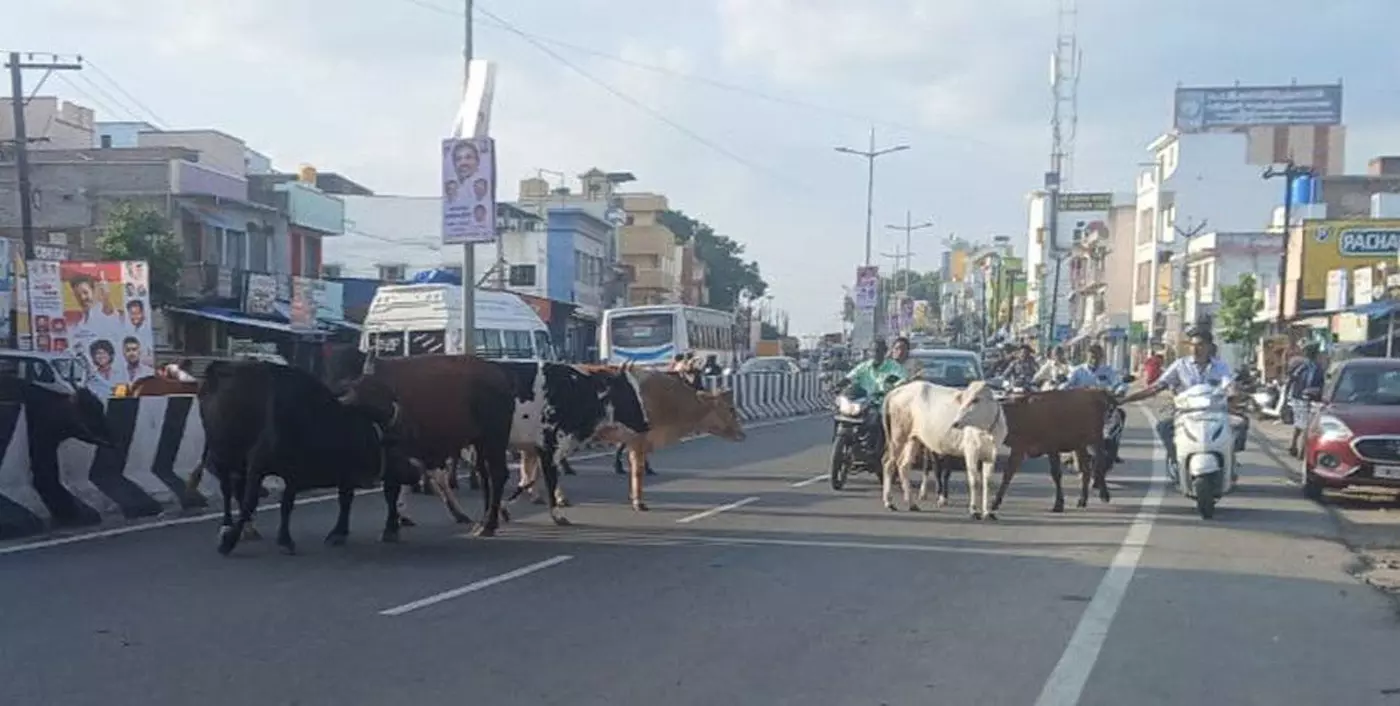 சாலையில் சுற்றித்திரியும் மாடுகள்