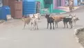 தெருநாய்கள் தொல்லை தெருநாய்கள் தொல்லை