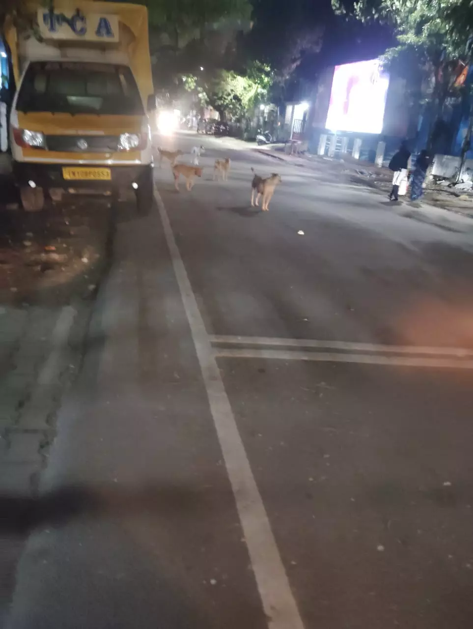 தெருநாய்கள் தொல்லை தெருநாய்கள் தொல்லை