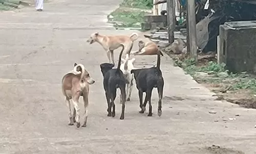 நாய்கள் தொல்லை நாய்கள் தொல்லை