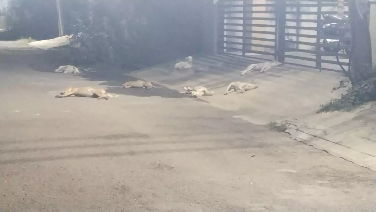 தெருநாய்கள் தொல்லை