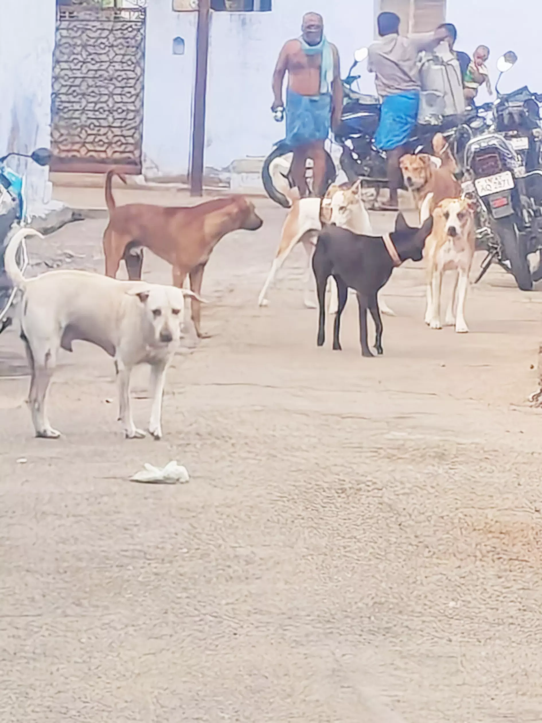 தெருநாய்கள் தொல்லை