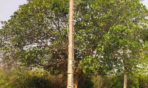 உயிரிழப்பு ஏற்படும் அபாயம்