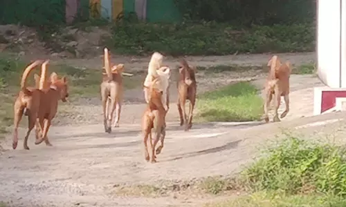 நாய்கள் தொல்லை