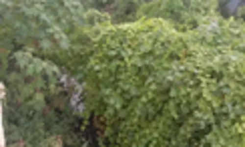 புதர் மண்டி காணப்படும் கால்வாய்