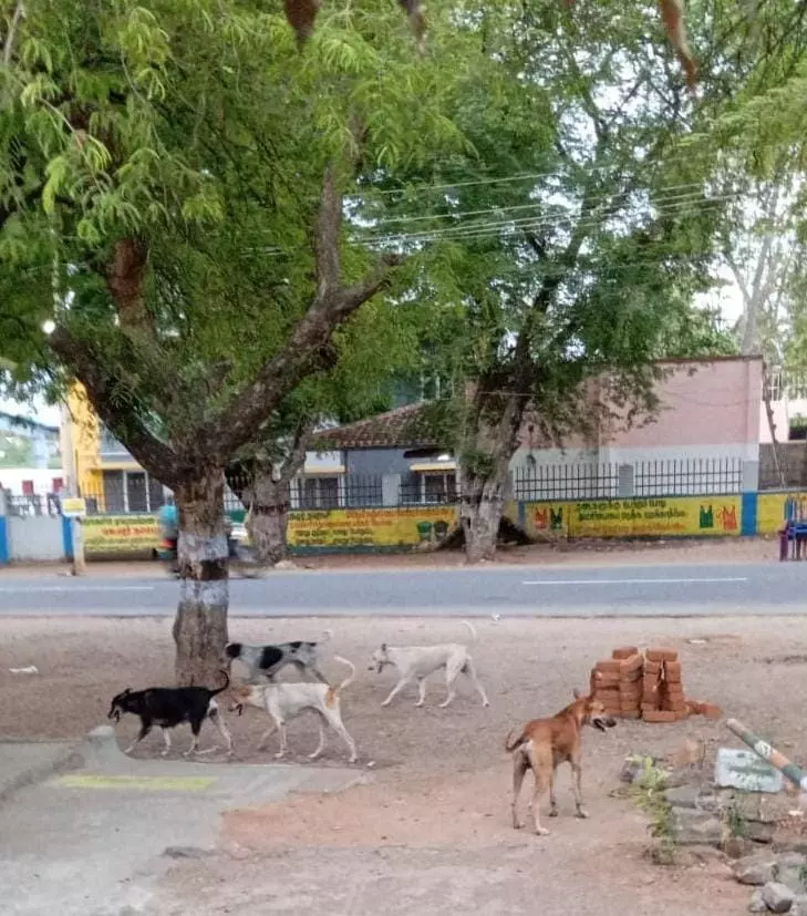 தெருநாய்கள் தொல்லை தெருநாய்கள் தொல்லை