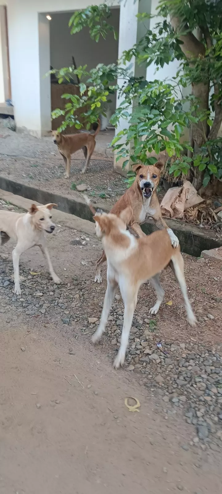 தெருநாய்கள் தொல்லை தெருநாய்கள் தொல்லை