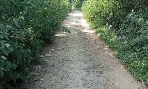 புதர் சூழ்ந்த சாலை
