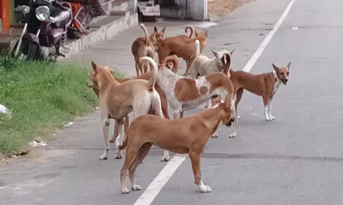 நாய்கள் தொல்லை