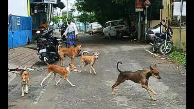 தெருநாய்கள் தொல்லை தெருநாய்கள் தொல்லை