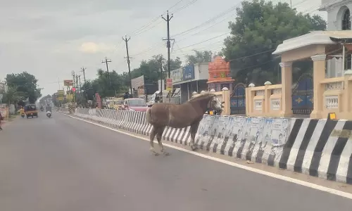 குதிரைகள் தொல்லை குதிரைகள் தொல்லை
