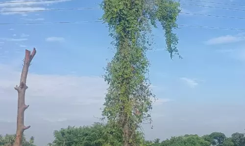 மின்கம்பத்தை சூழ்ந்த செடிகள் மின்கம்பத்தை சூழ்ந்த செடிகள்