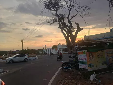 காய்ந்த மரம்