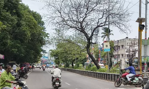 பட்டுபோன மரம்