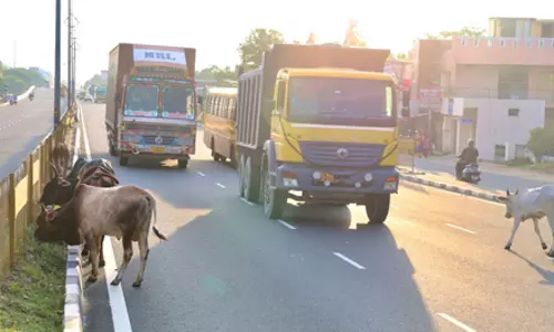 மாடுகளால் போக்குவரத்துக்கு இடையூறு