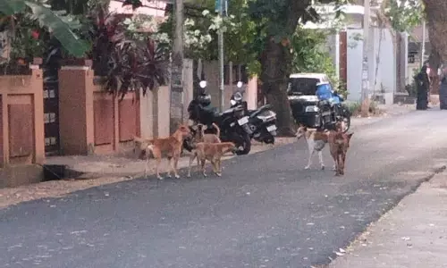 தெருநாய் தொல்லை தெருநாய் தொல்லை