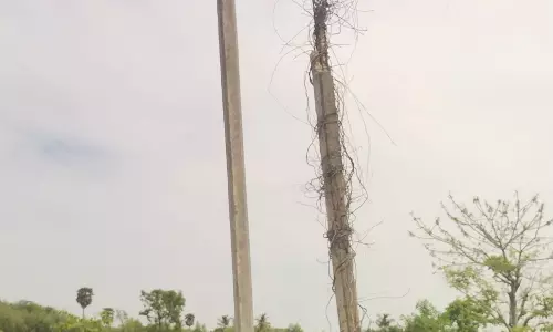 தினத்தந்தி புகார் பெட்டிக்கு நன்றி தினத்தந்தி புகார் பெட்டிக்கு நன்றி