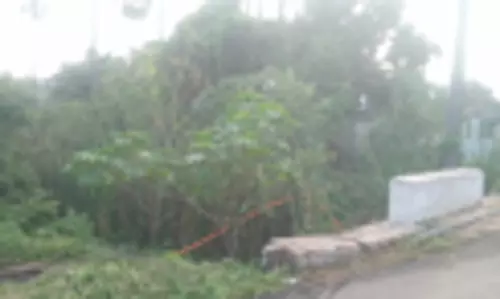 ஓடையை ஆக்கிரமித்த செடி, கொடிகள் ஓடையை ஆக்கிரமித்த செடி, கொடிகள்