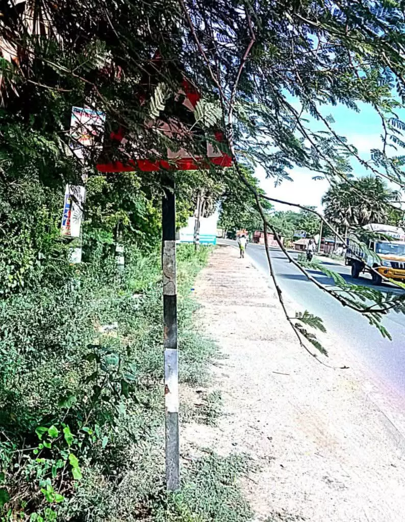 மரக்கிளைகளை அகற்ற வேண்டும்