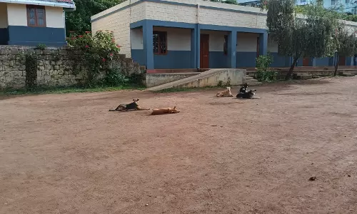 தெருநாய்கள் தொல்லை தெருநாய்கள் தொல்லை