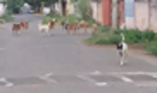 தெருநாய்கள் தொல்லை தெருநாய்கள் தொல்லை