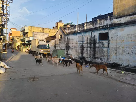 நாய்கள் தொல்லை நாய்கள் தொல்லை