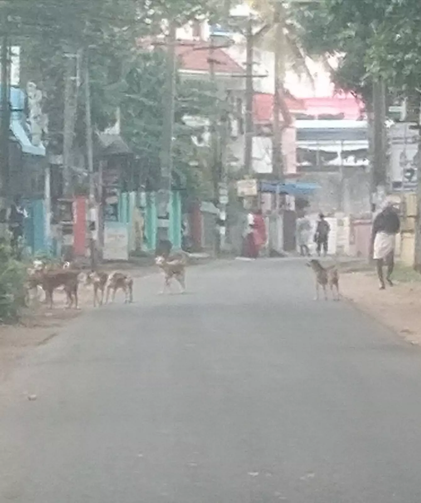 தெருநாய்கள் தொல்லை தெருநாய்கள் தொல்லை