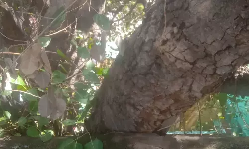 அரசமரம் அகற்றப்படுமா? அரசமரம் அகற்றப்படுமா?