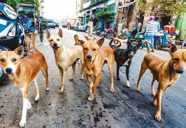 தெருநாய்கள் அட்டகாசம் தெருநாய்கள் அட்டகாசம்