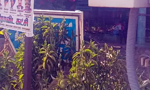 பெயர் பலகையை மறைத்த புதர்செடிகள் பெயர் பலகையை மறைத்த புதர்செடிகள்