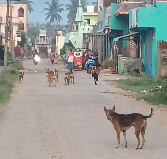 நாய்கள் தொல்லை நாய்கள் தொல்லை