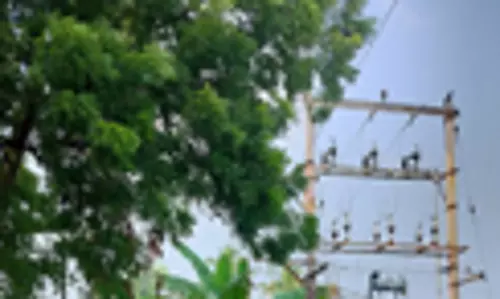 மரக்கிளைகள் அகற்றப்படுமா? மரக்கிளைகள் அகற்றப்படுமா?