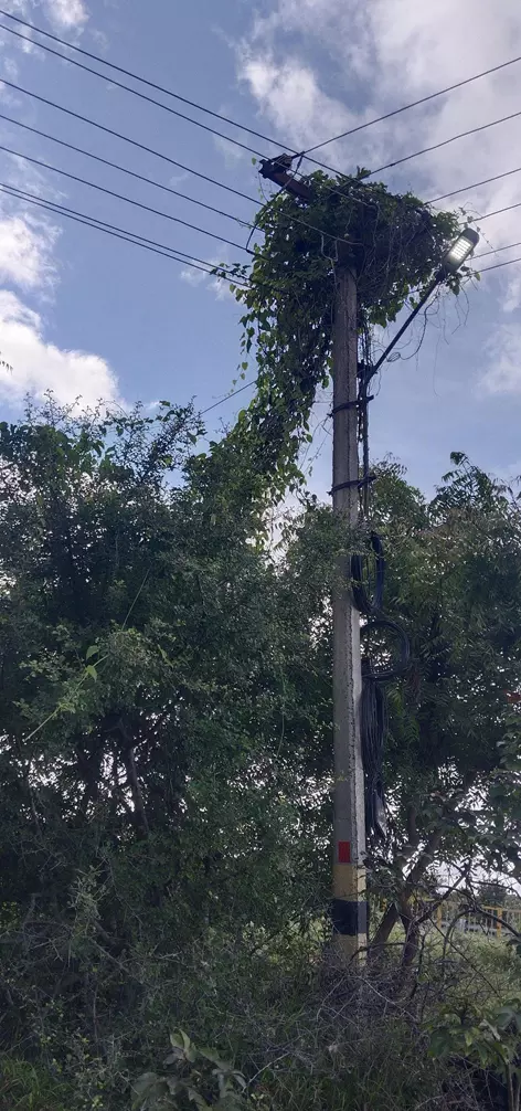 மின்கம்பங்களில் படர்ந்துள்ள செடிகள் மின்கம்பங்களில் படர்ந்துள்ள செடிகள்