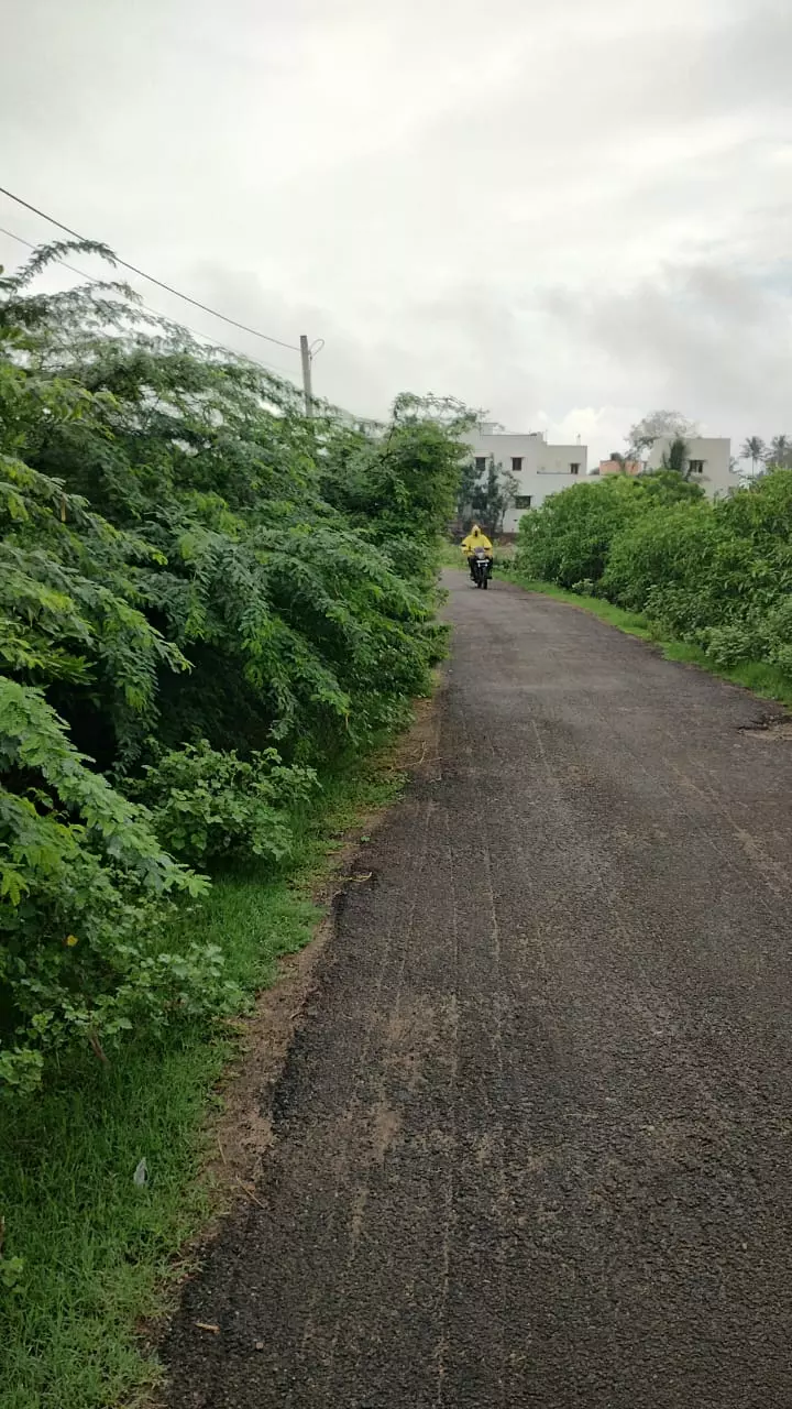 முட்செடிகளை அகற்ற வேண்டும் முட்செடிகளை அகற்ற வேண்டும்