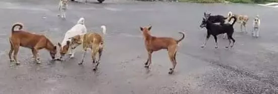 நாய்கள் தொல்லை