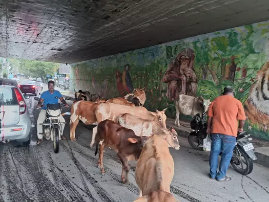 மாடுகள் தொல்லை மாடுகள் தொல்லை