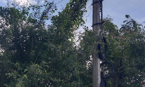 மின்கம்பங்களில் படர்ந்துள்ள செடிகள் மின்கம்பங்களில் படர்ந்துள்ள செடிகள்