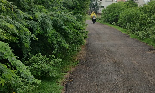 முட்செடிகளை அகற்ற வேண்டும்