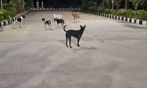நாய்கள் தொல்லை நாய்கள் தொல்லை