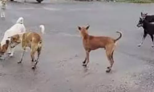 நாய்கள் தொல்லை