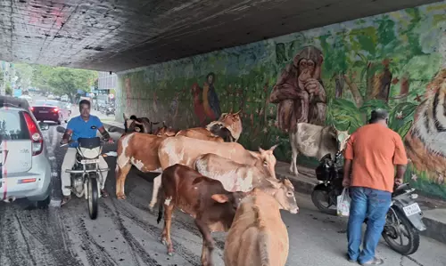 மாடுகள் தொல்லை மாடுகள் தொல்லை