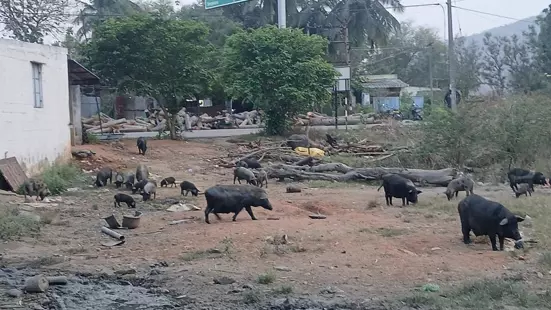 பன்றிகளால் சுகாதார சீர்கேடு பன்றிகளால் சுகாதார சீர்கேடு