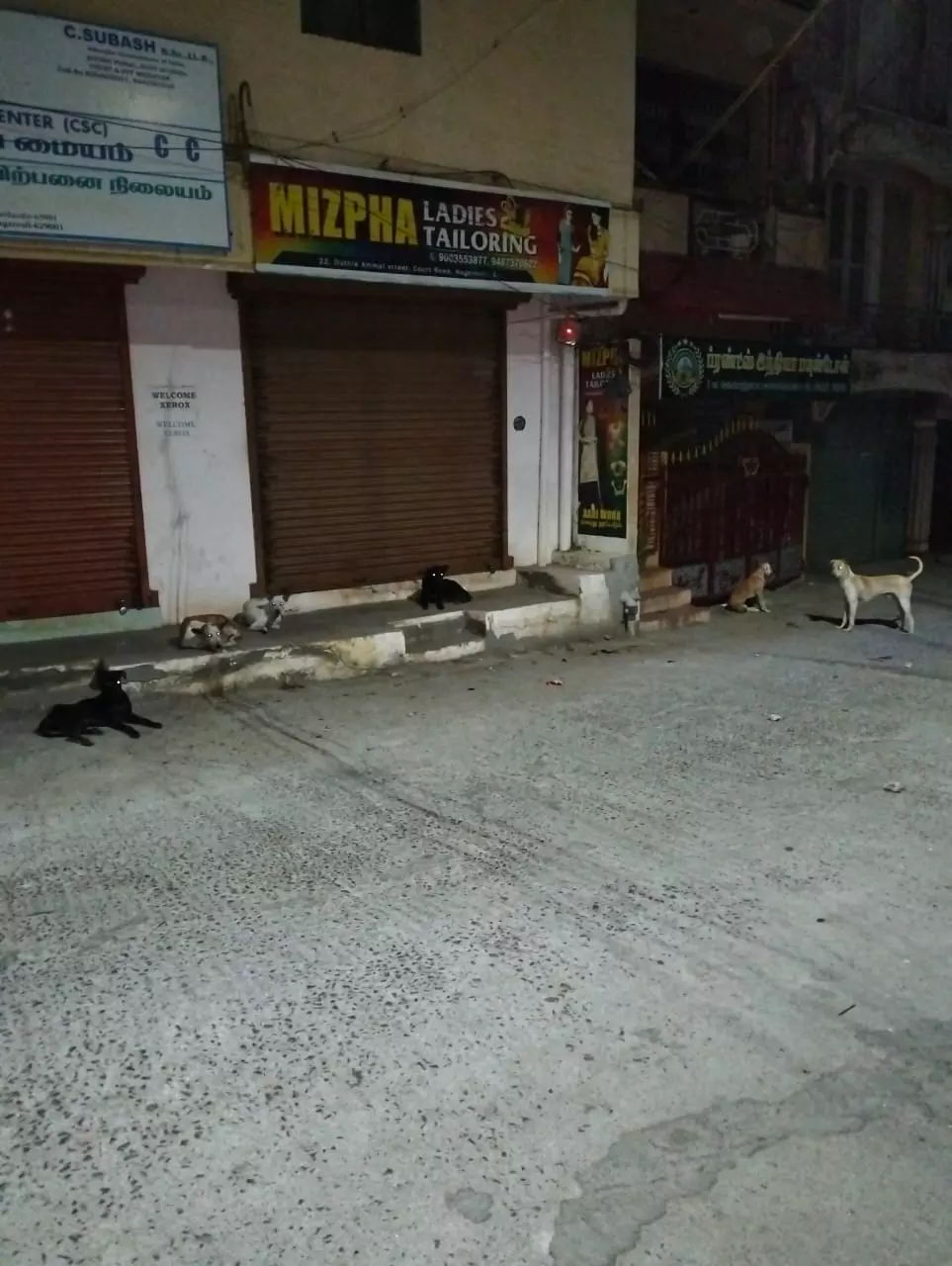 தெருநாய் தொல்லை