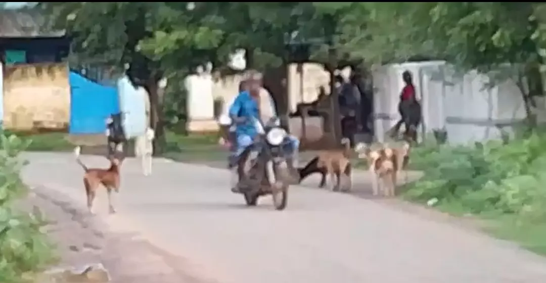 தெருநாய்கள் தொல்லை